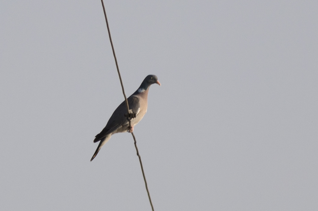 Common Wood Pigeon