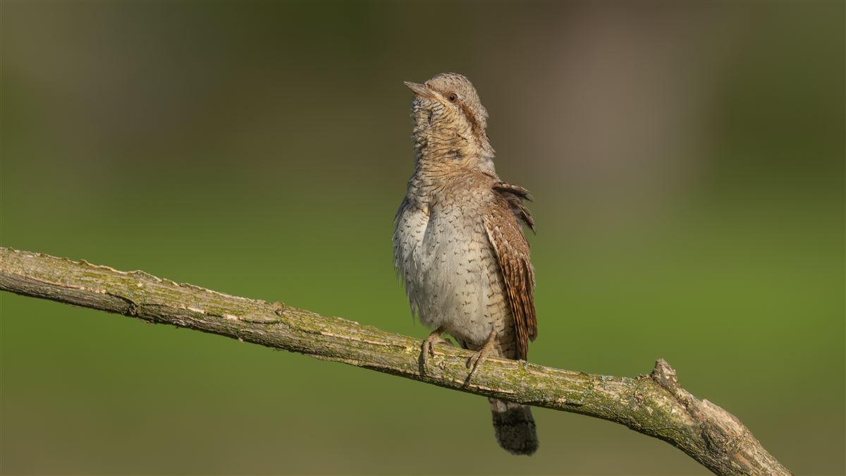 Eurasian Wryneck