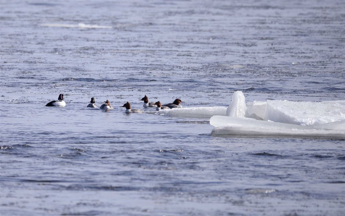Common Merganser
