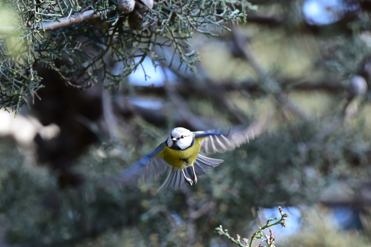 Eurasian Blue Tit