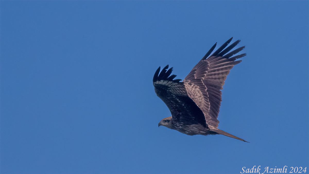 Black Kite