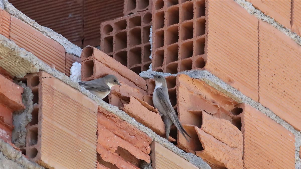 Eurasian Crag Martin