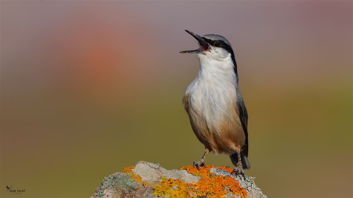 Western Rock Nuthatch