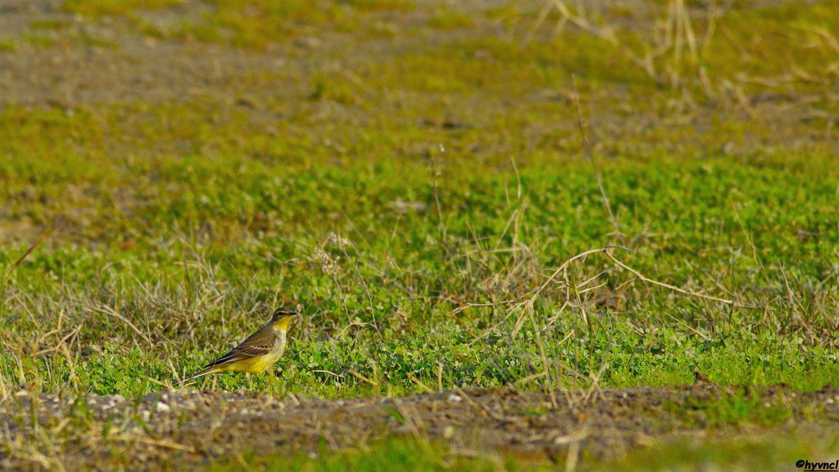 Western Yellow Wagtail