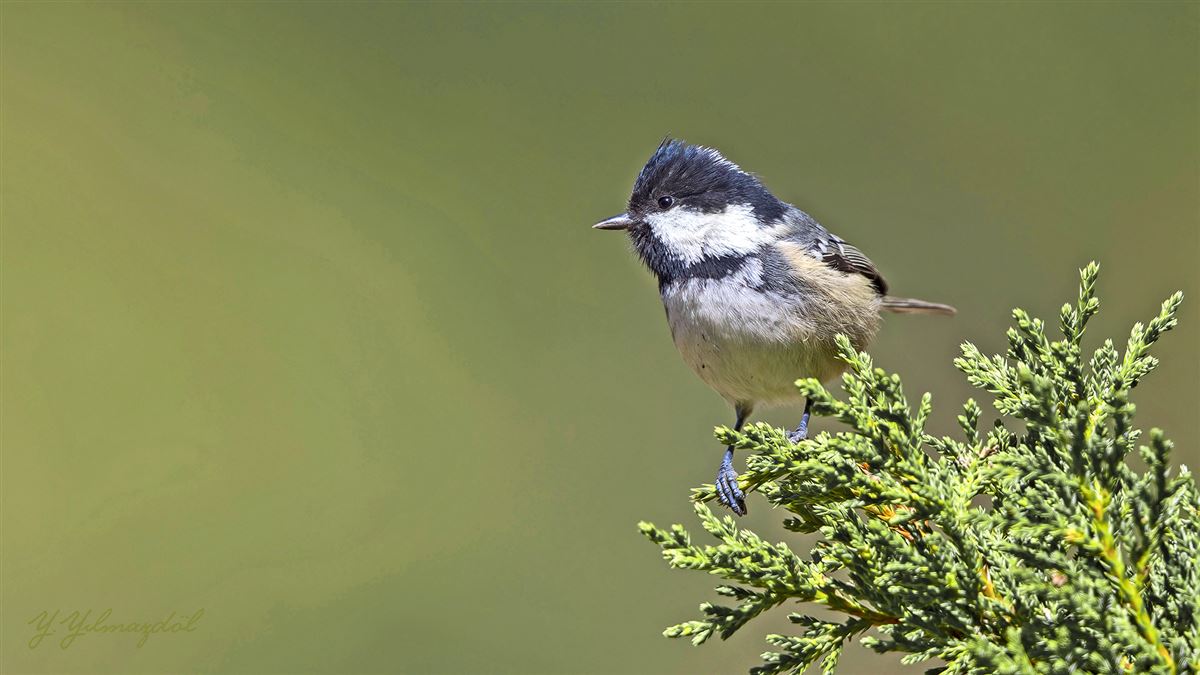 Coal Tit