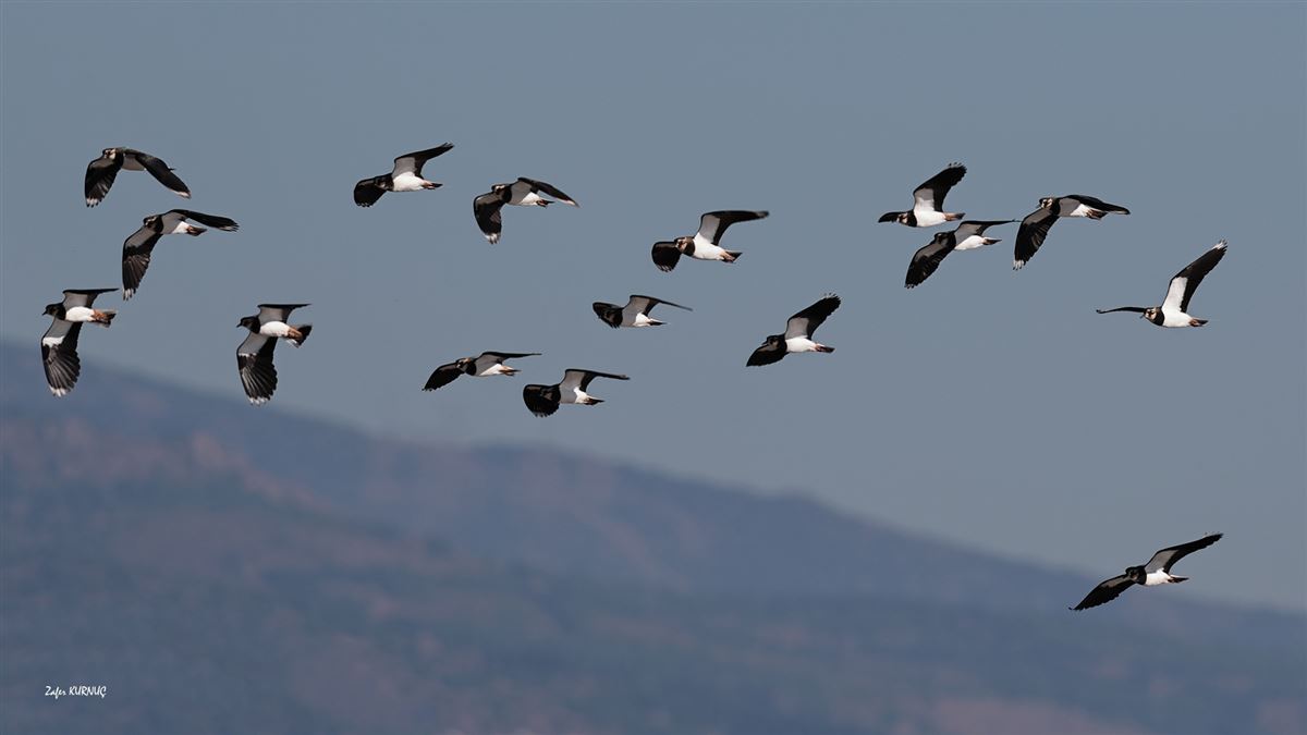 Northern Lapwing