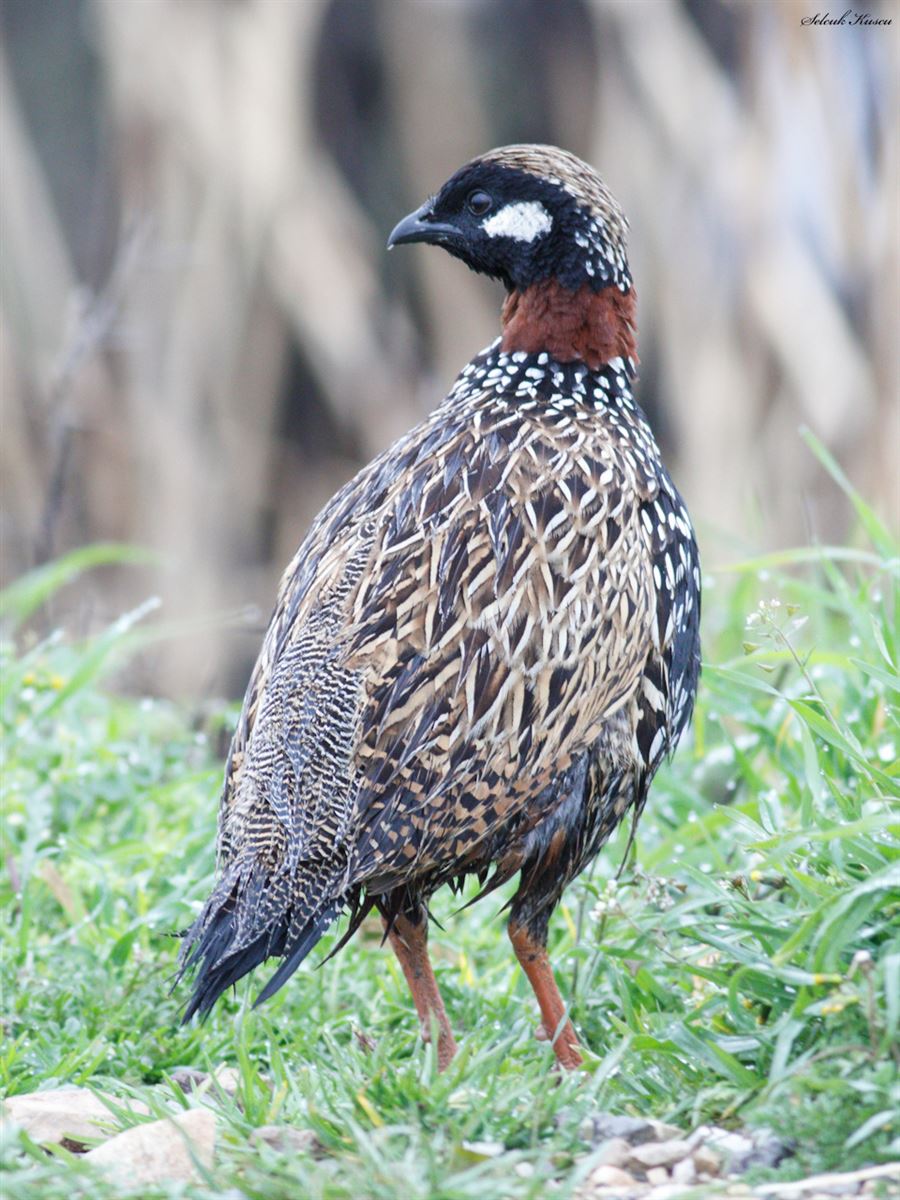 Black Francolin