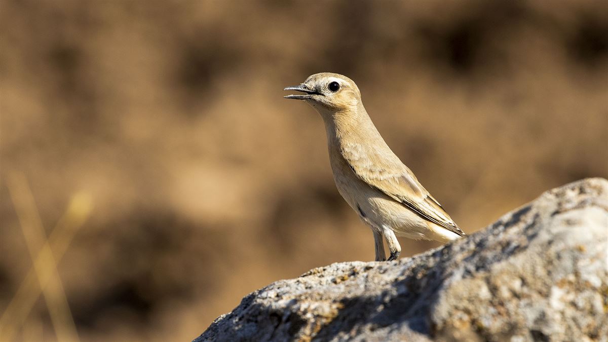 Isabelline Wheatear