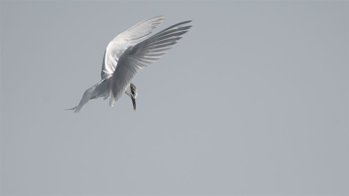 Sandwich Tern