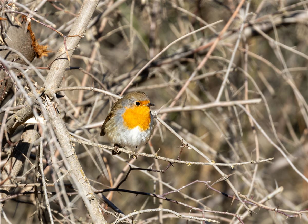 European Robin