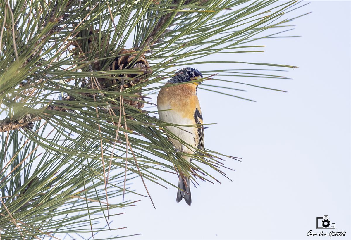 Brambling
