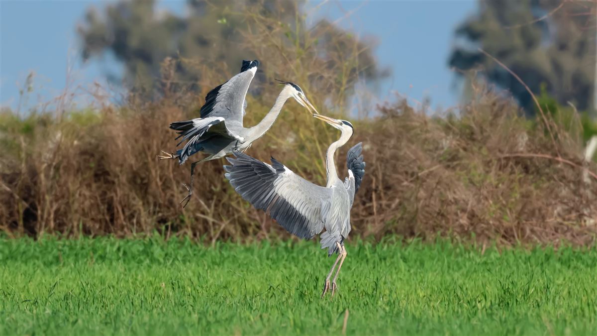 Grey Heron