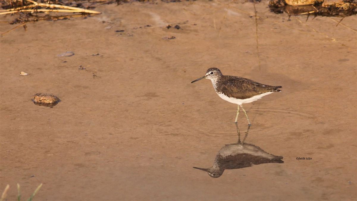 Green Sandpiper