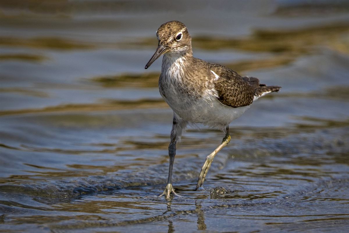 Common Sandpiper