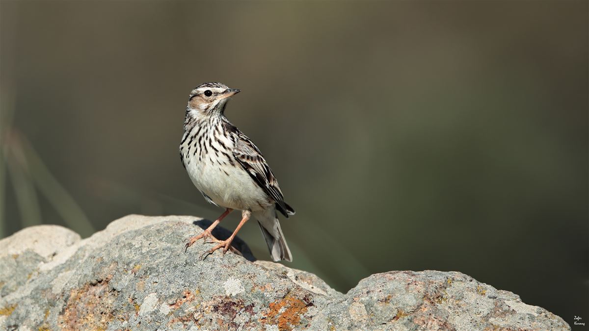 Woodlark