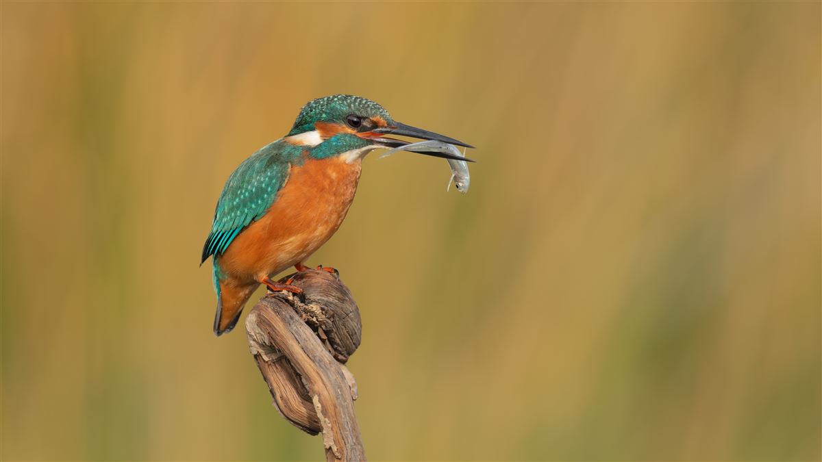 Common Kingfisher