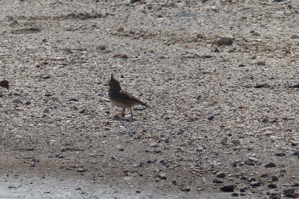 Crested Lark