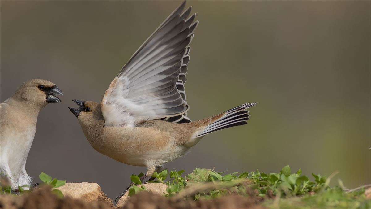 Desert Finch