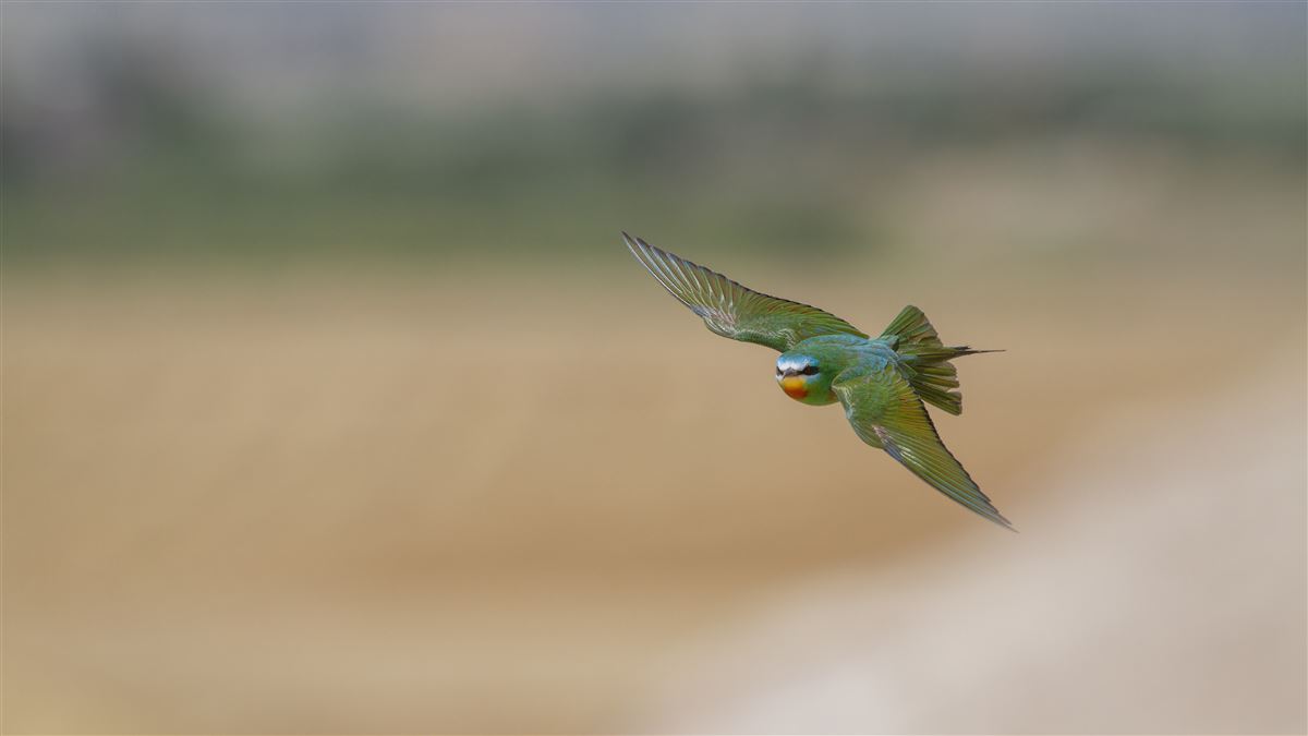 Blue-cheeked Bee-eater