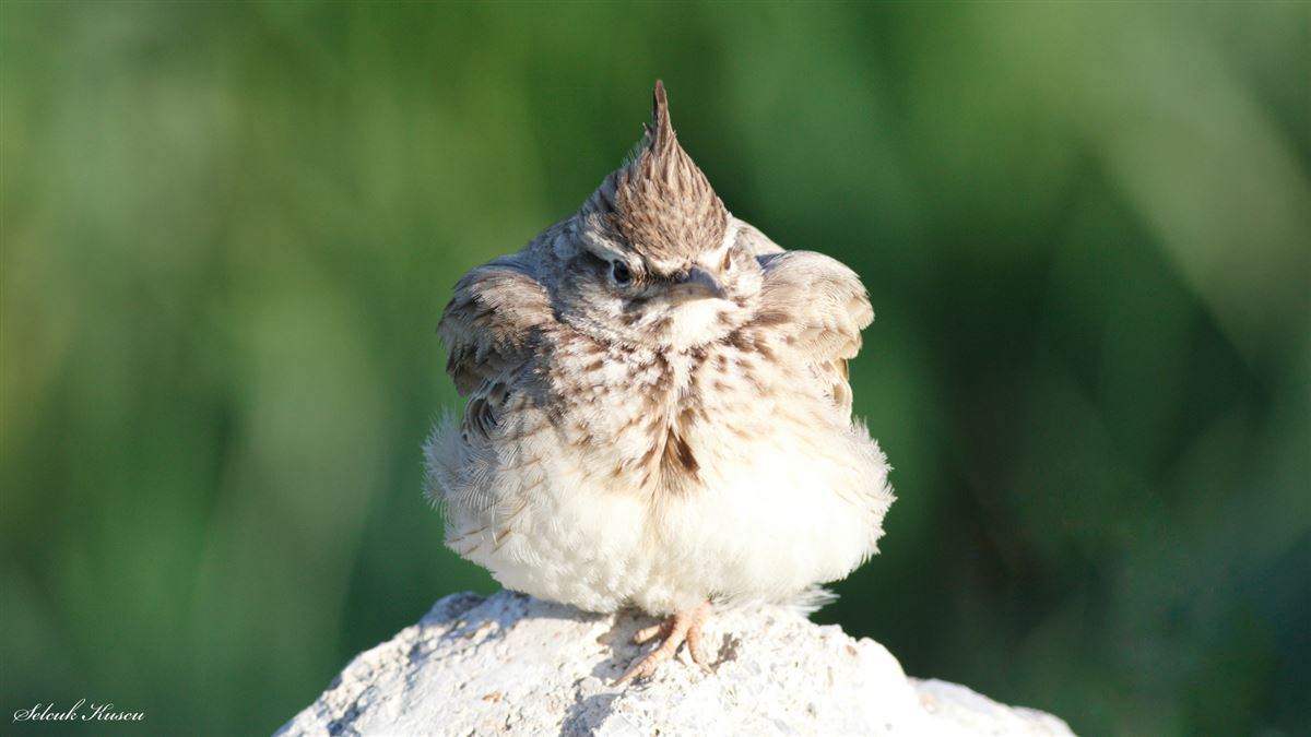 Crested Lark