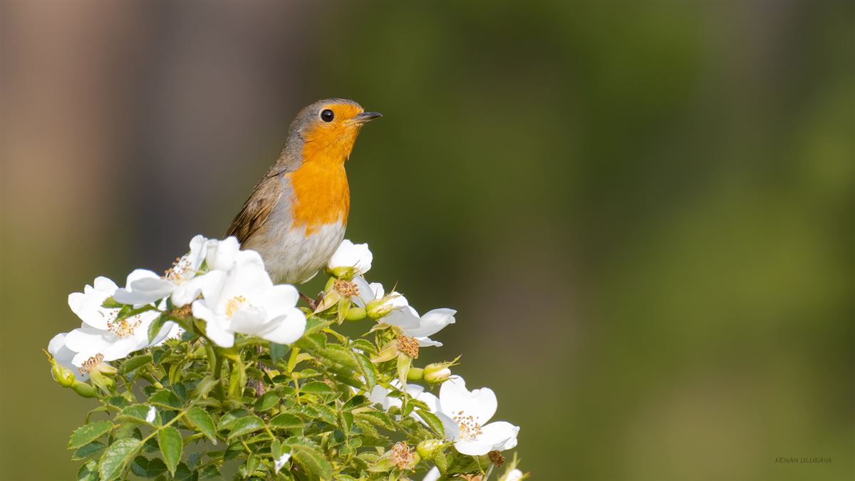 European Robin