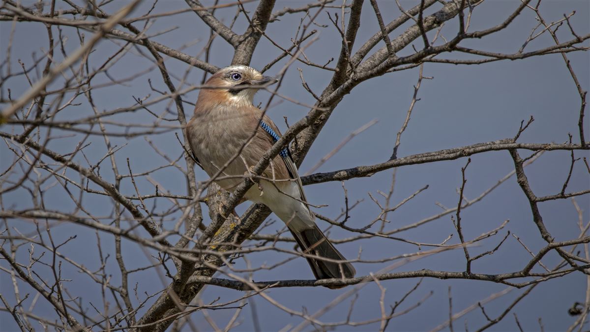 Eurasian Jay