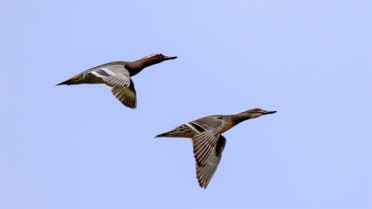 Garganey