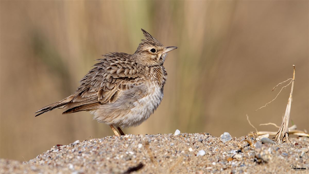 Crested Lark