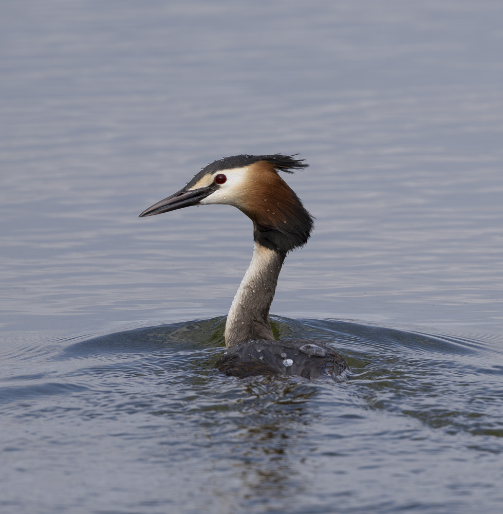 Great Crested Grebe