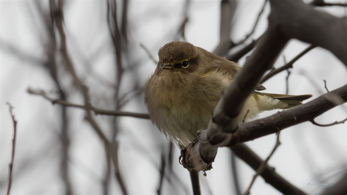 Common Chiffchaff