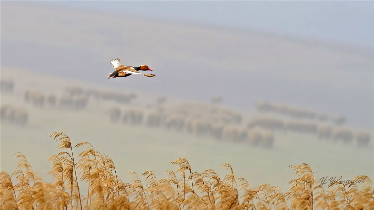 Red-crested Pochard