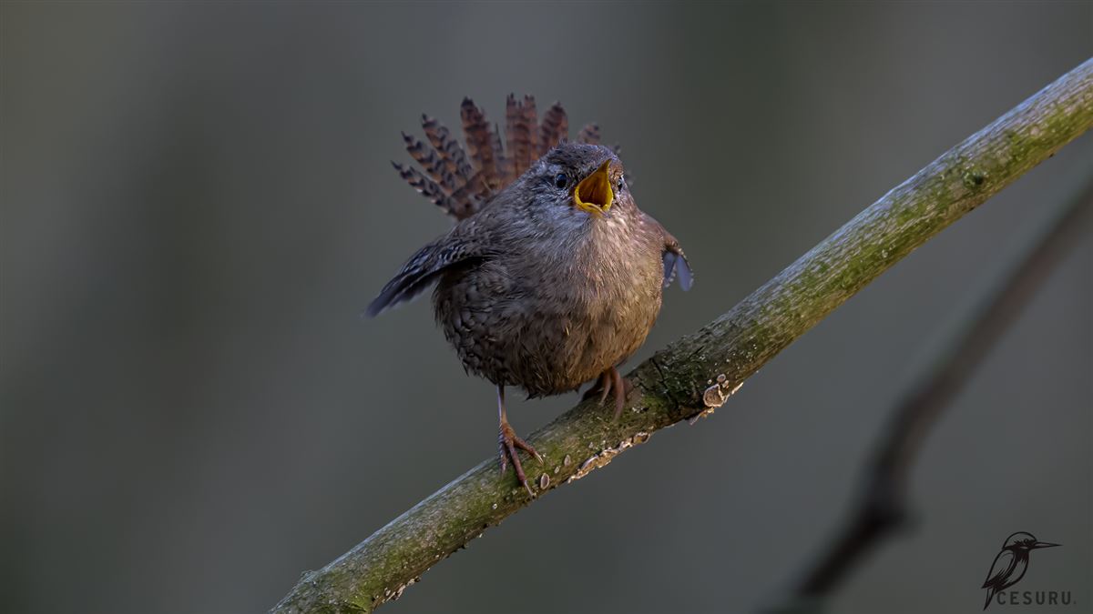 Eurasian Wren