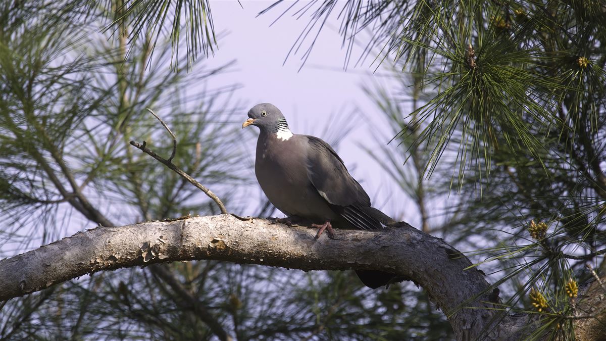 Common Wood Pigeon