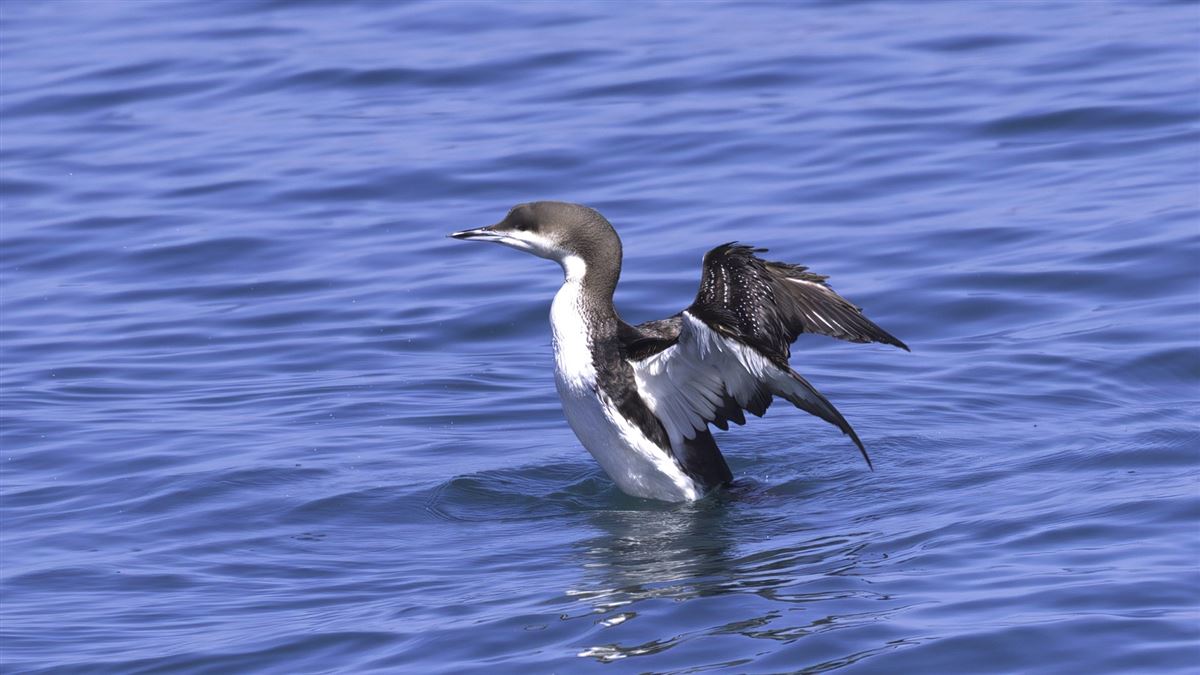 Black-throated Loon