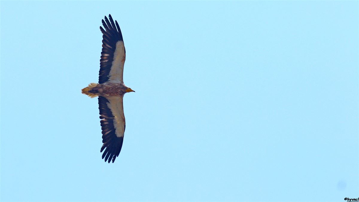 Egyptian Vulture