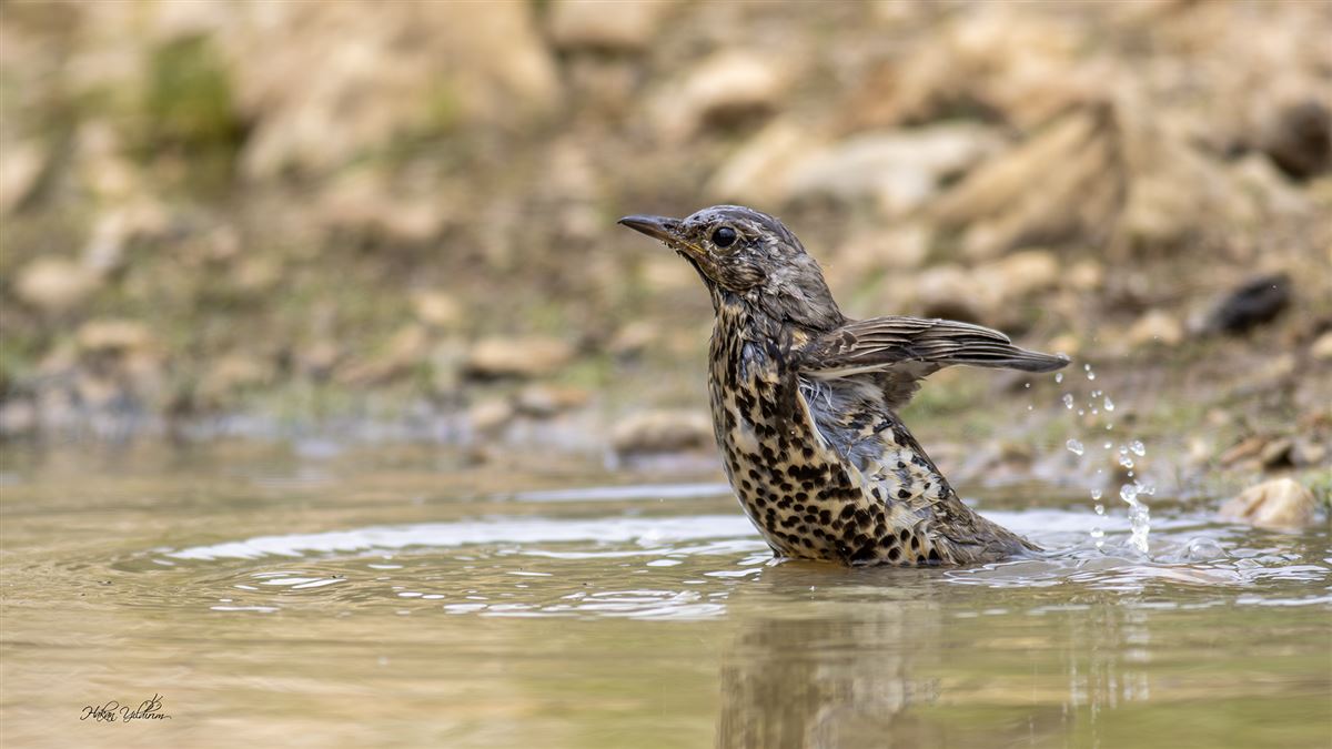 Mistle Thrush