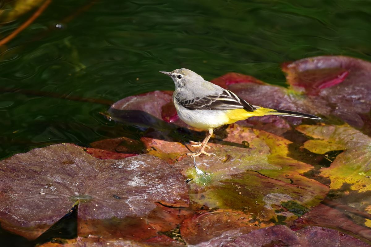 Grey Wagtail