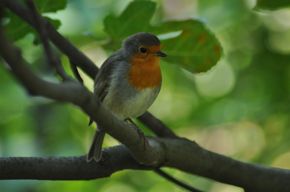 European Robin