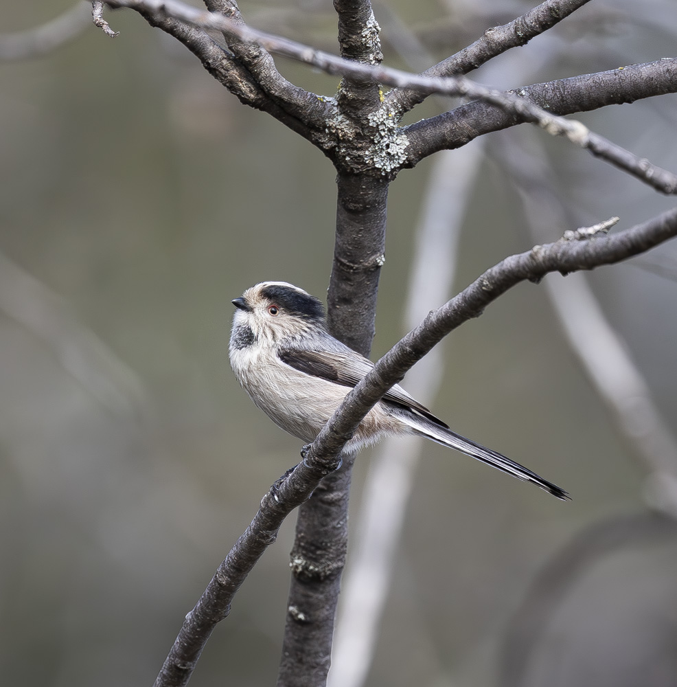 Long-tailed Tit