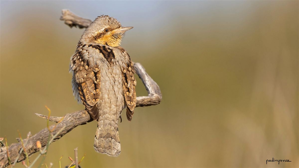 Eurasian Wryneck
