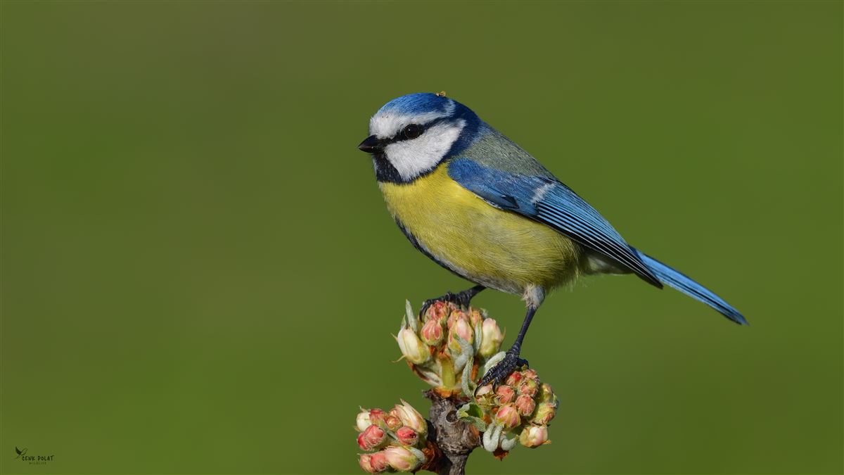 Eurasian Blue Tit