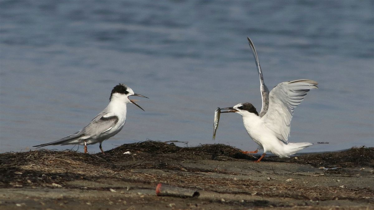 Little Tern