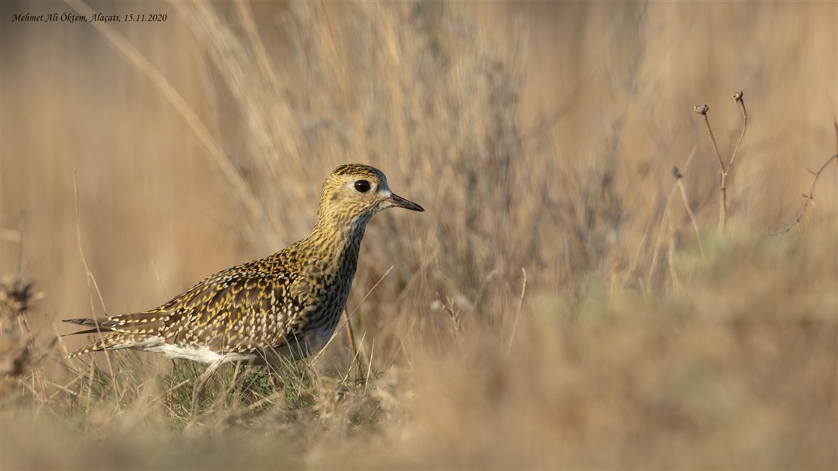 European Golden Plover