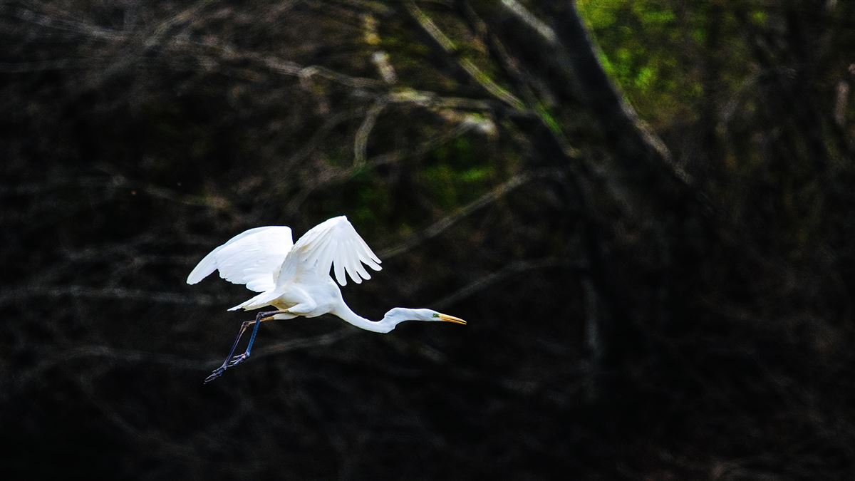 Great Egret