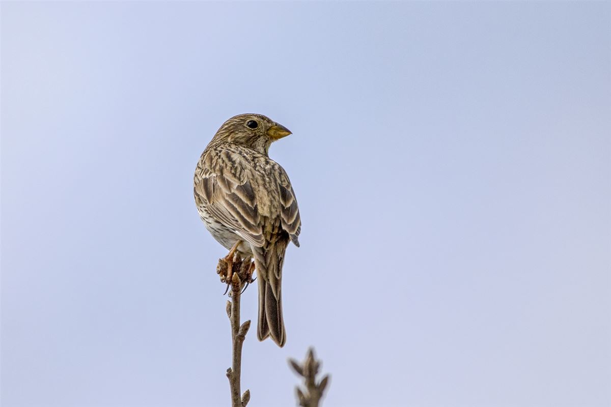 Corn Bunting
