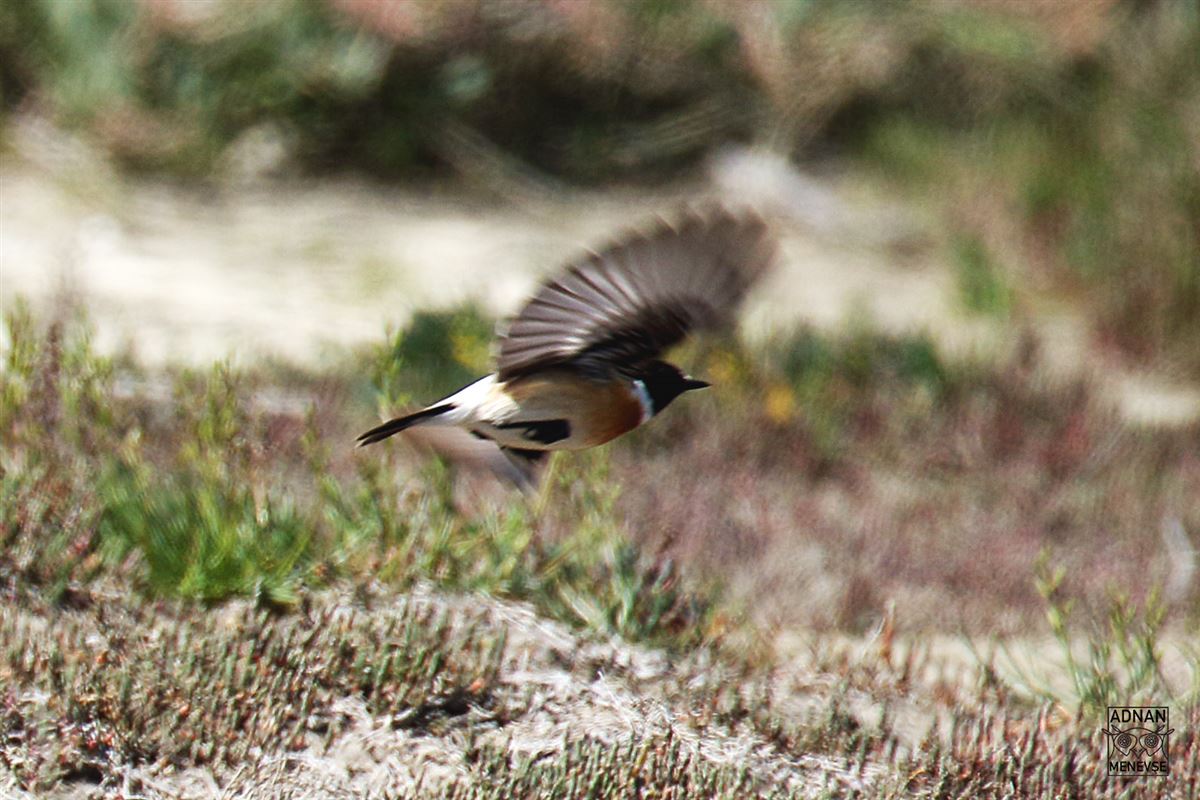 Siberian Stonechat