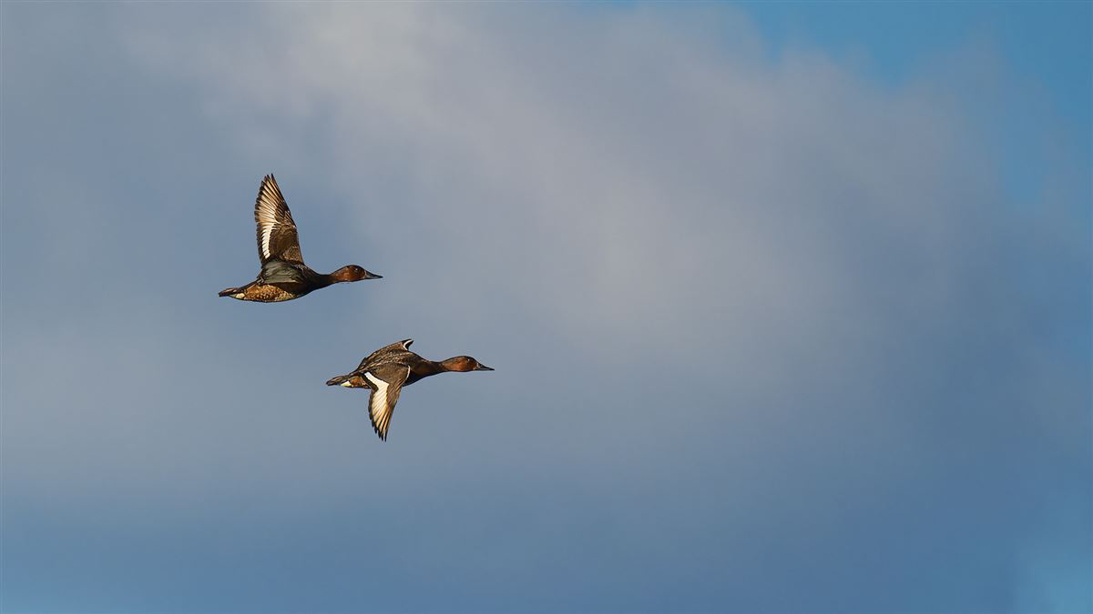 Ferruginous Duck