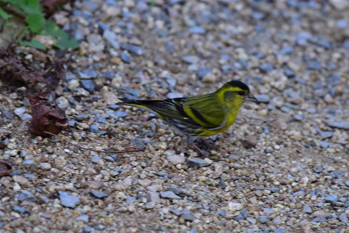 Eurasian Siskin