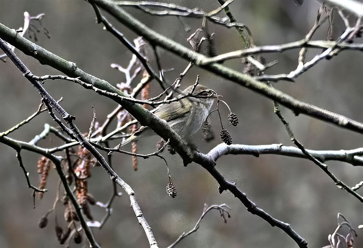 Eastern Bonelli`s Warbler
