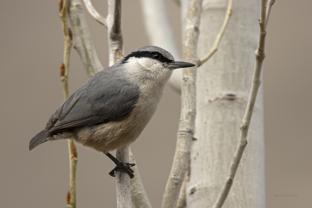 Western Rock Nuthatch